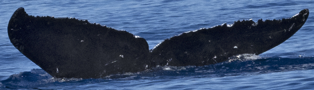 Fluke of HW-MN0443659
