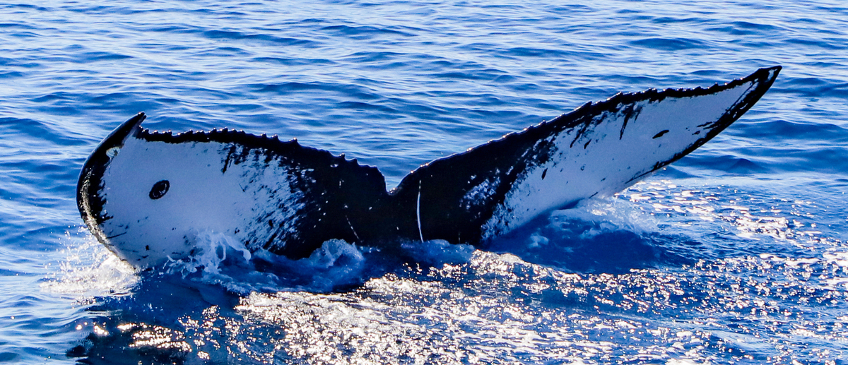 Fluke of CRC-22033