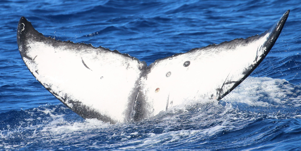 Fluke of HW-MN0443663