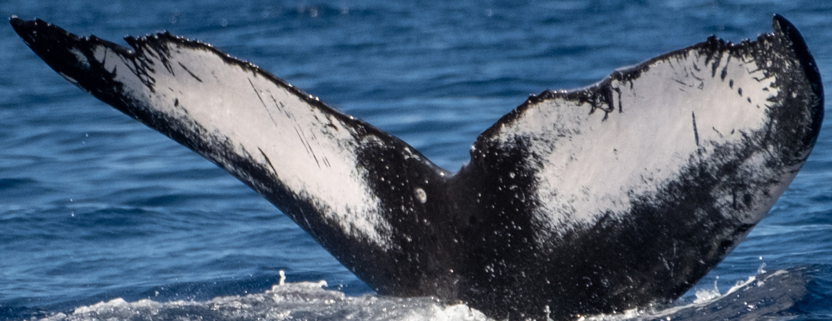 Fluke of HW-MN0443668