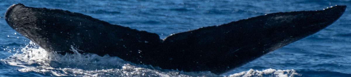 Fluke of HW-MN0443669