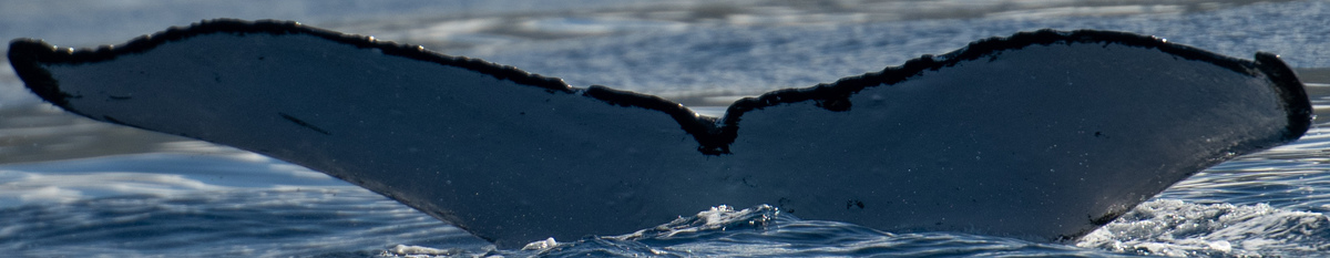 Fluke of HW-MN0443670