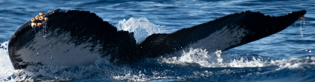 Fluke of HW-MN0443671