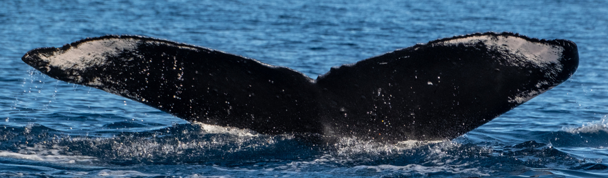 Fluke of CRC-22446