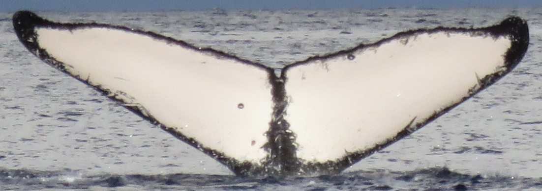 Fluke of HW-MN0443678