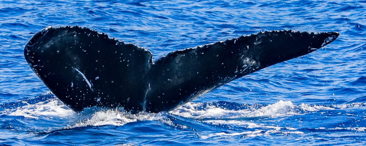 Fluke of HW-MN0443687