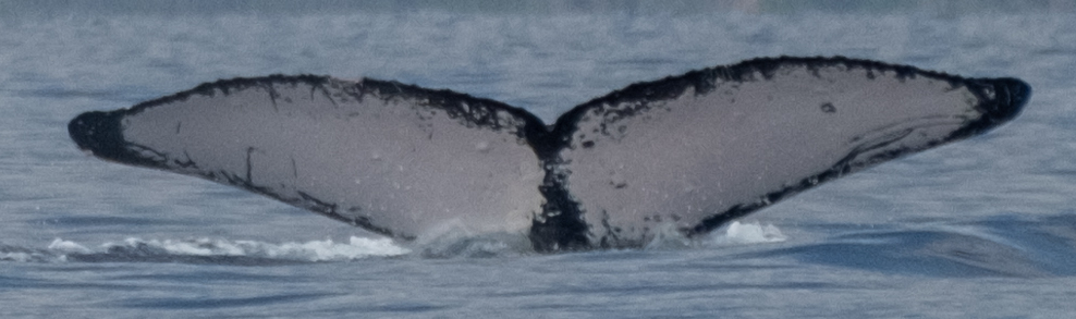 Fluke of HW-MN0443692