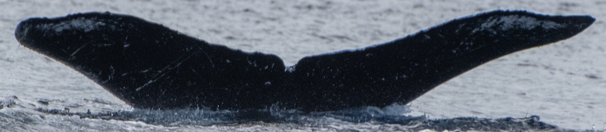 Fluke of HW-MN0443695