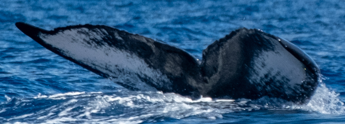 Fluke of HW-MN0443701