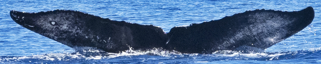 Fluke of CRC-20623