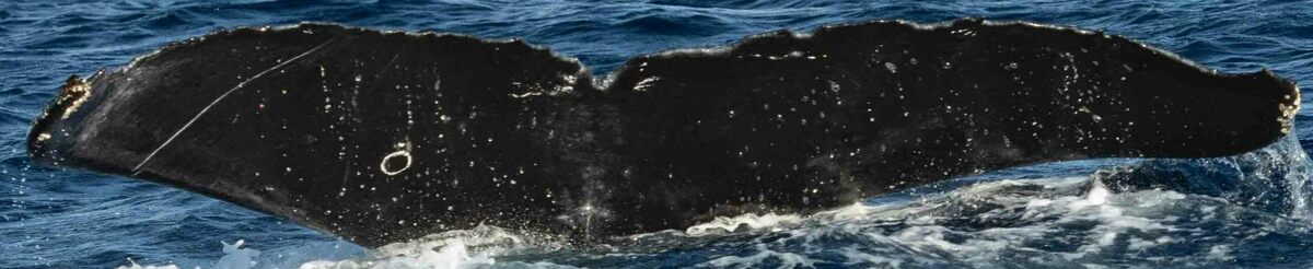 Fluke of HW-MN0443716