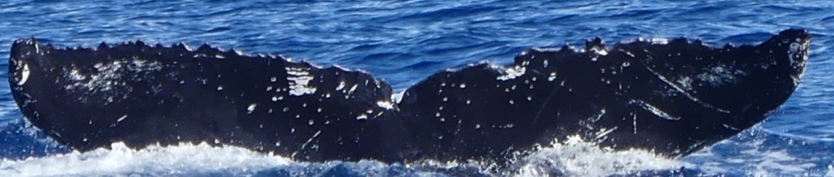 Fluke of HW-MN0443717