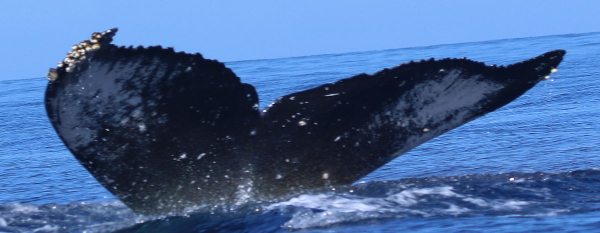 Fluke of HW-MN0443718