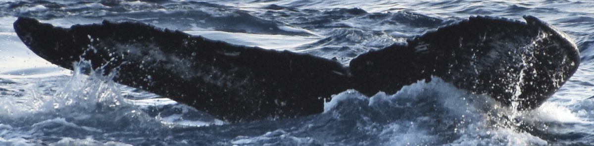 Fluke of HW-MN0443720