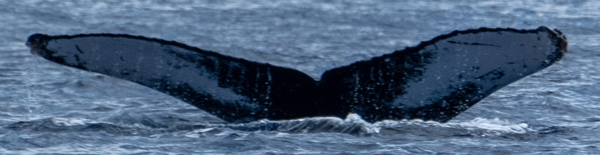 Fluke of CRC-20863