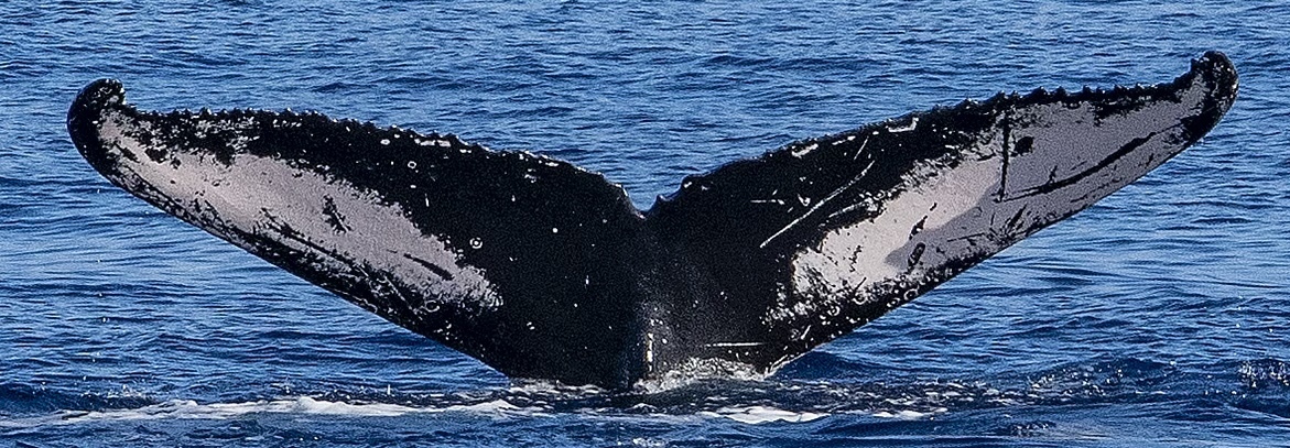 Fluke of CRC-21190