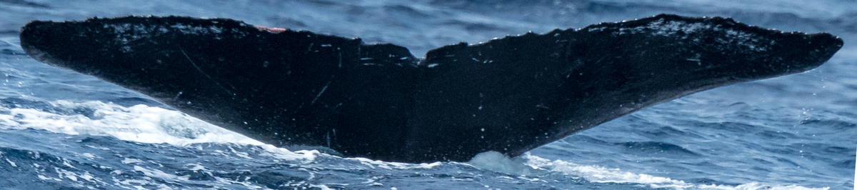 Fluke of HW-MN0443723