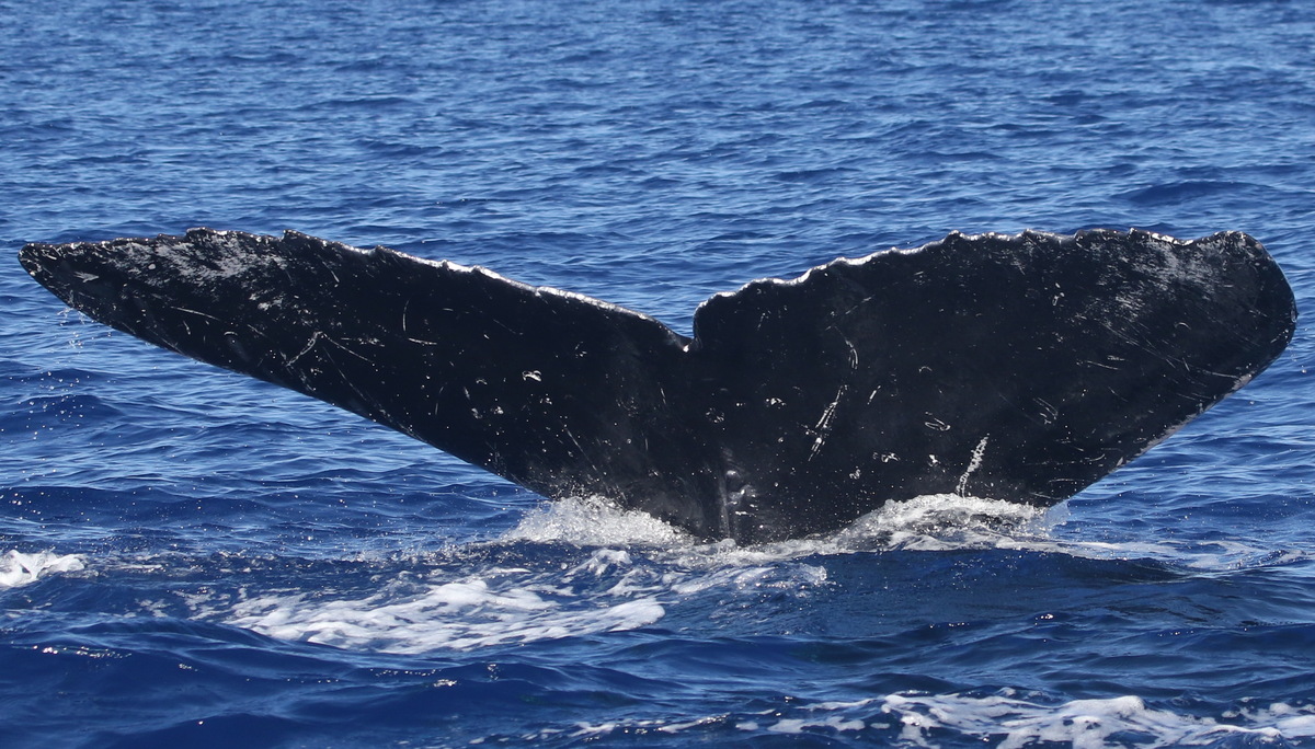 Fluke of PWF-NP_6206
