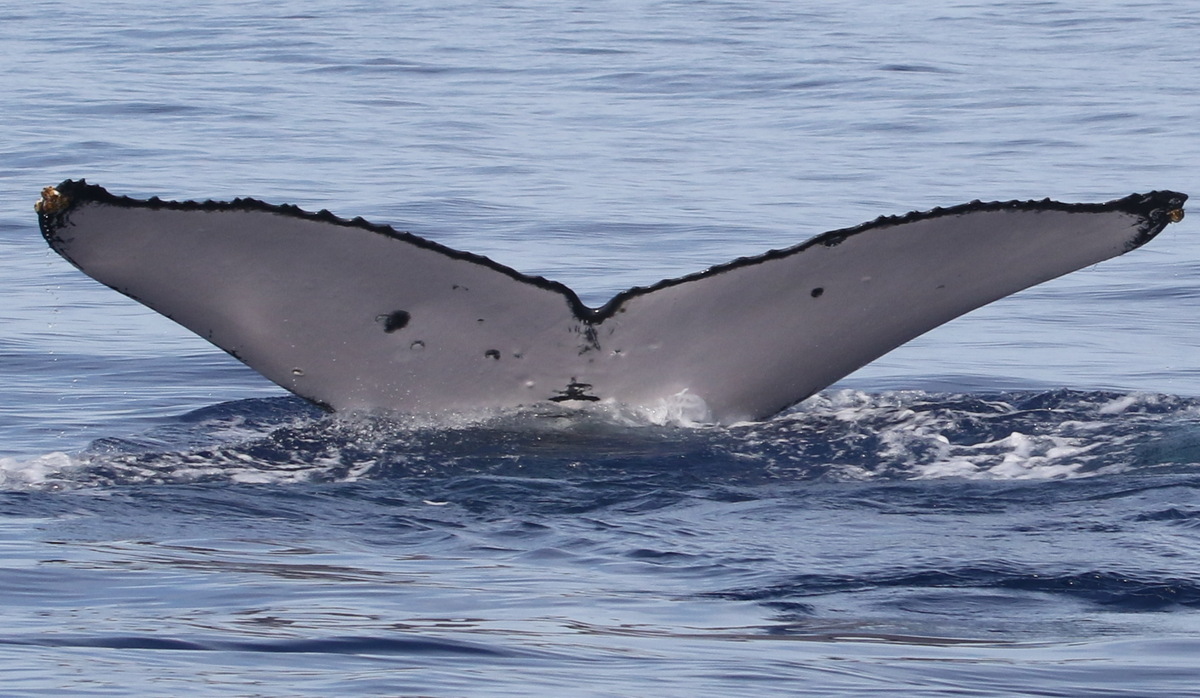 Fluke of PWF-NP_6204
