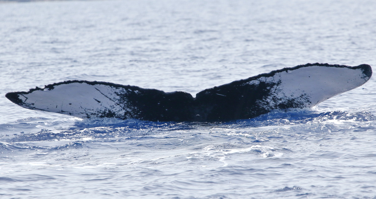 Fluke of PWF-NP_6200