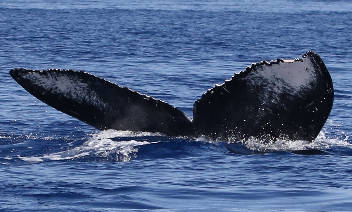 Fluke of CRC-22099