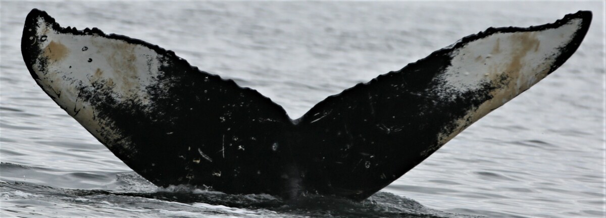Fluke of шнобель (RCHP)