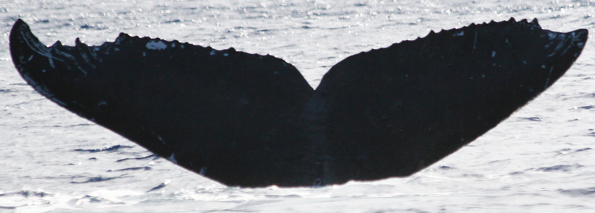 Fluke of TDI-21530