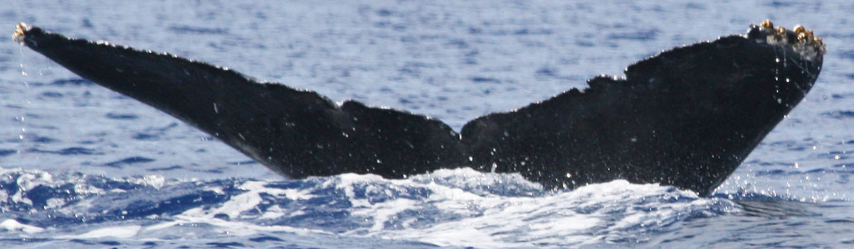 Fluke of TDI-21490