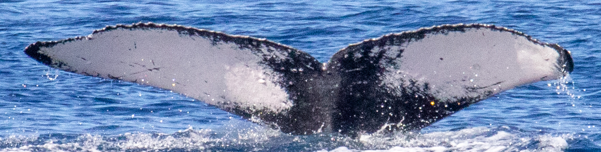 Fluke of HIHWNMS-2021-12-13_G01A01