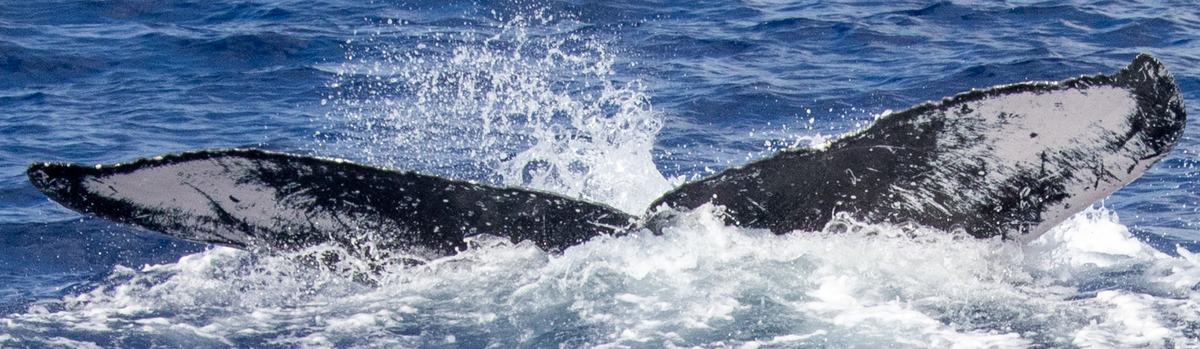 Fluke of HIHWNMS-2022-1-13_G04A01