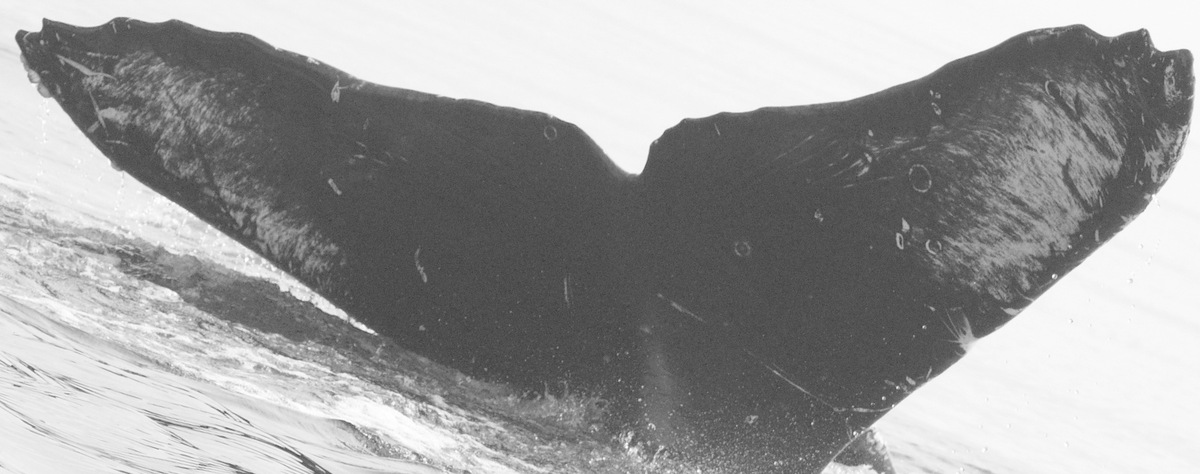 Fluke of CRC-15275