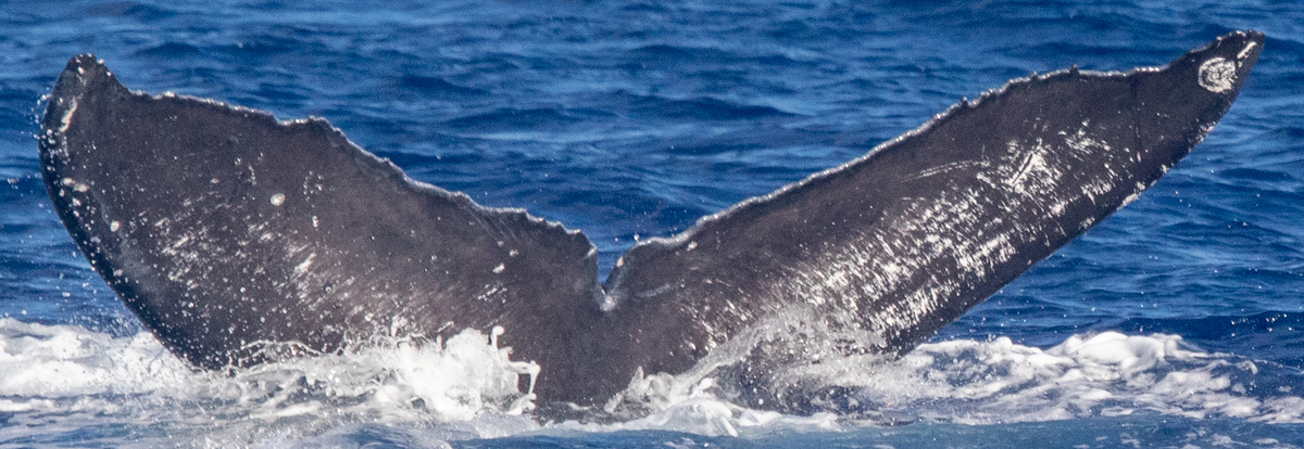 Fluke of HIHWNMS-2020-12-30_G03A01