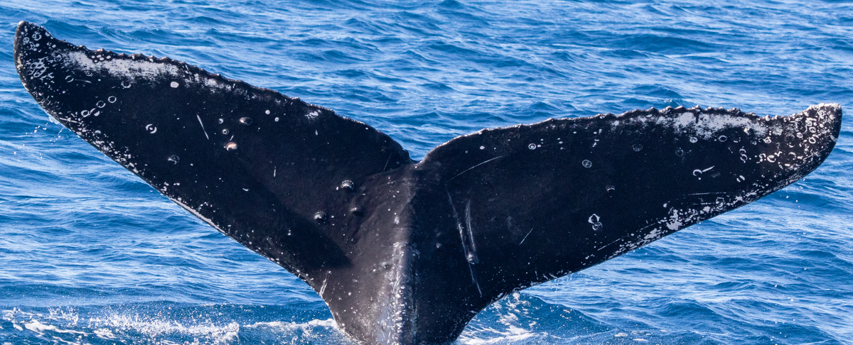 Fluke of HIHWNMS-2022-1-6_G01A02