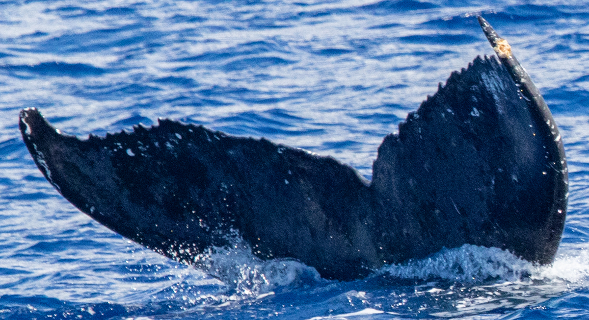 Fluke of HIHWNMS-2022-1-13_G03A03