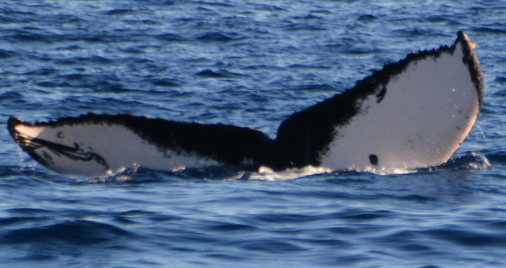 Fluke of HIHWNMS-2022-1-6_G04A04