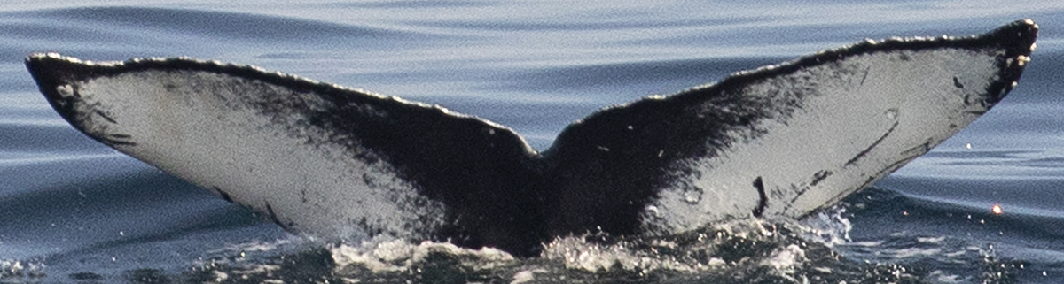 Fluke of Kaju (Hawaii)