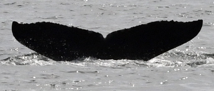 Fluke of Trish (Hawaii)