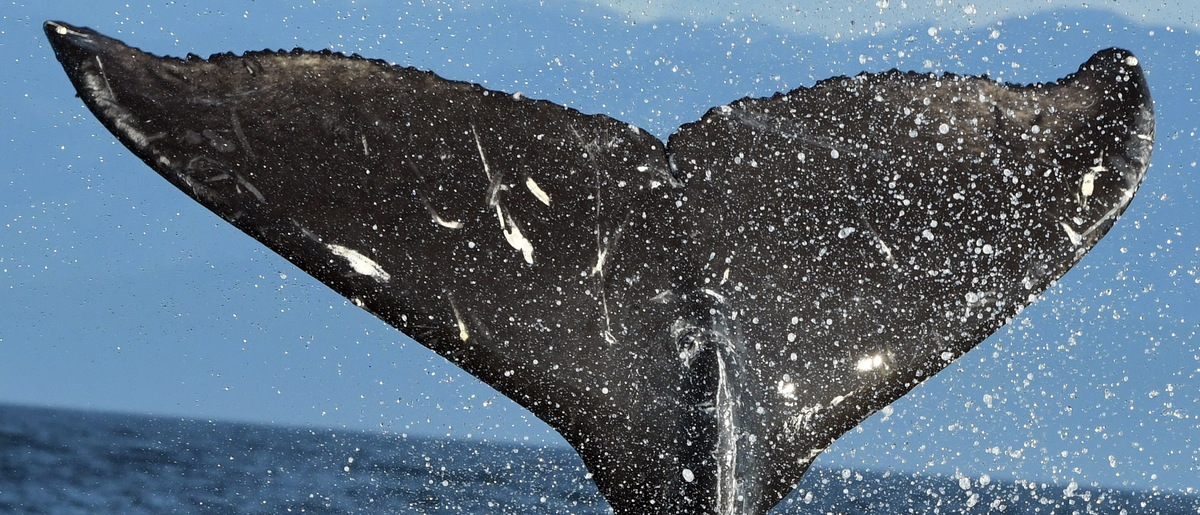 Fluke of Butterfly Wings (Salish Sea)