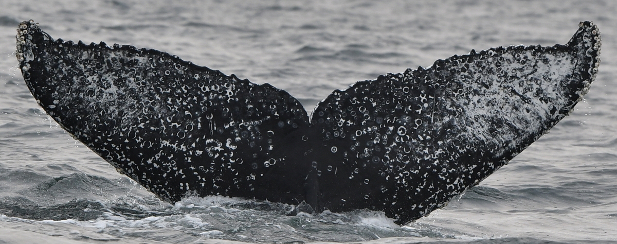Fluke of Cerulean (Salish Sea)