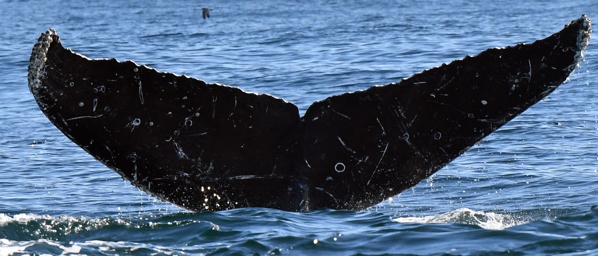 Fluke of CRC-20242
