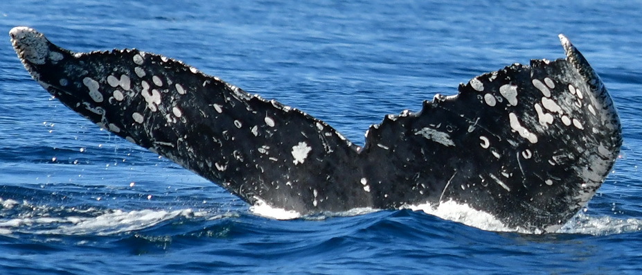 Fluke of HW-MN0523064