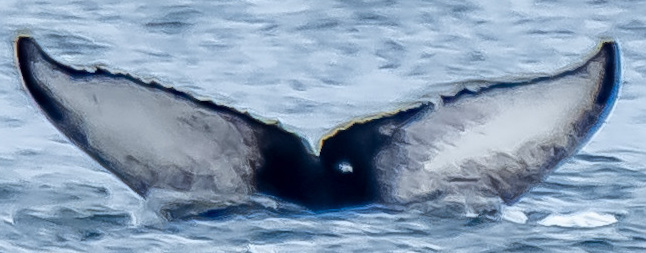 Fluke of Moresby (Salish Sea)