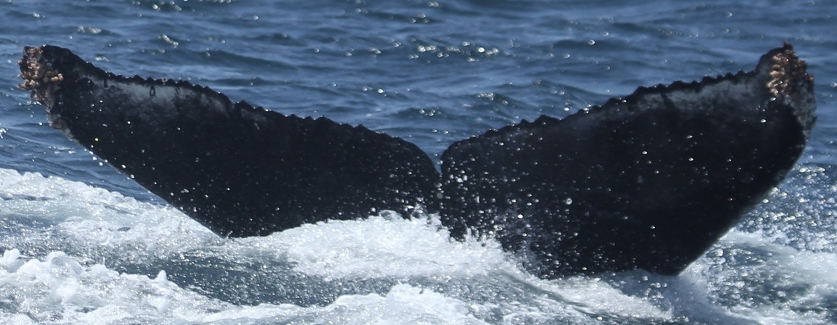 Fluke of CRC-20628