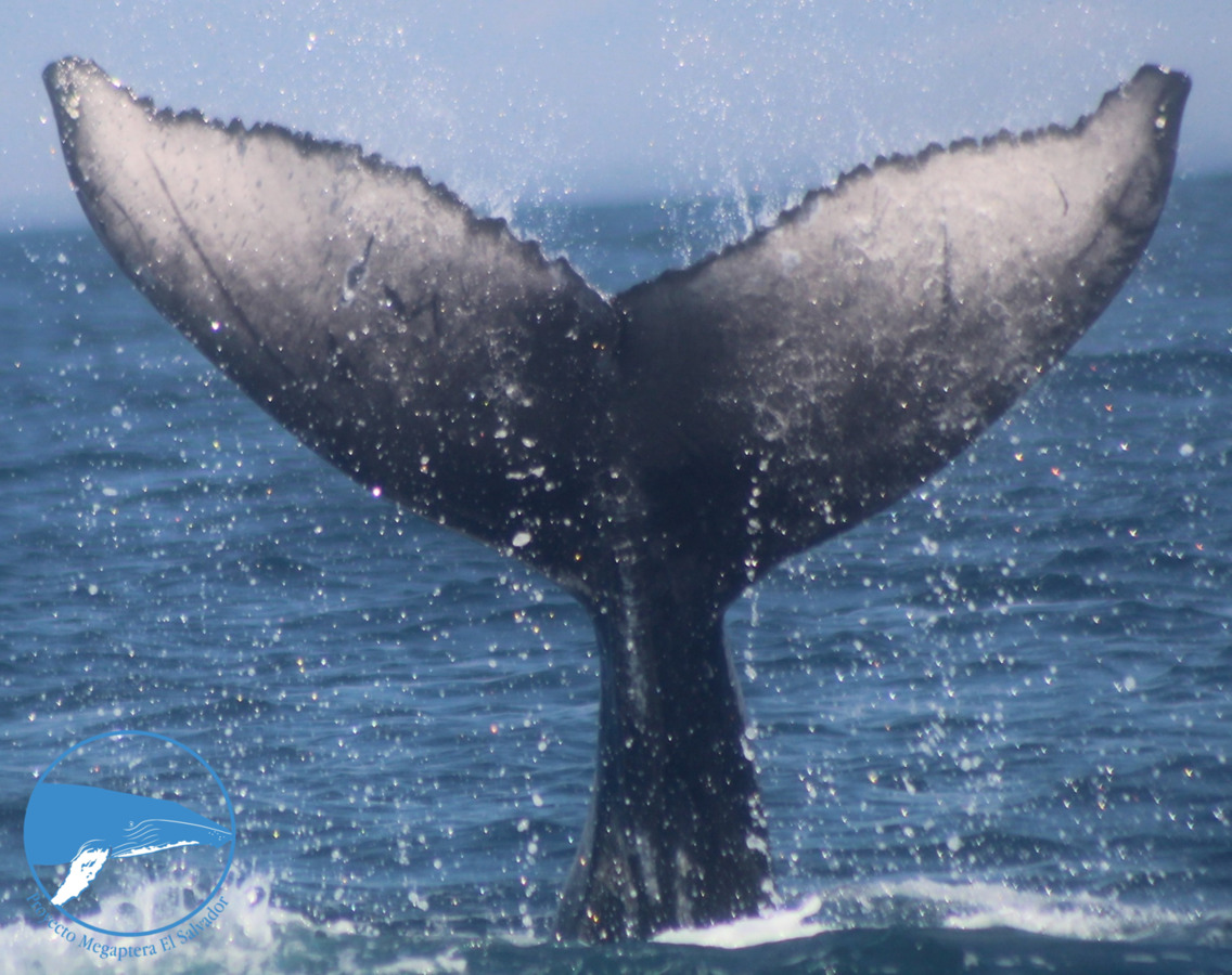 Fluke of 2022 calf of CRC-18678