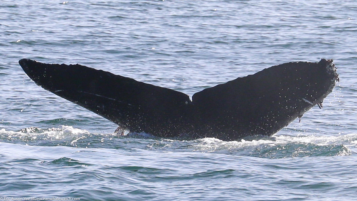 Fluke of CRC-20372