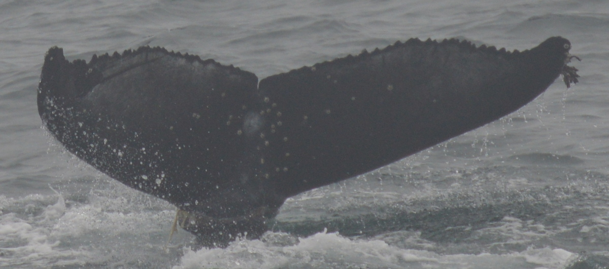 Fluke of CRC-20629