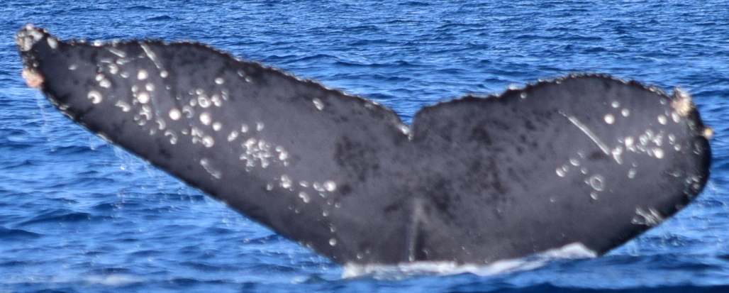 Fluke of CRC-15716