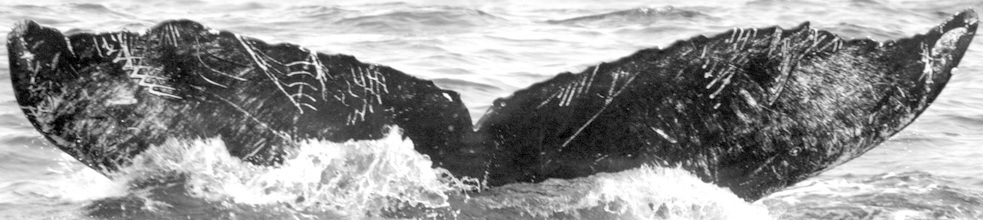 Fluke of CRC-11631