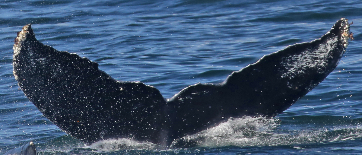 Fluke of Spanner (Monterey Bay)