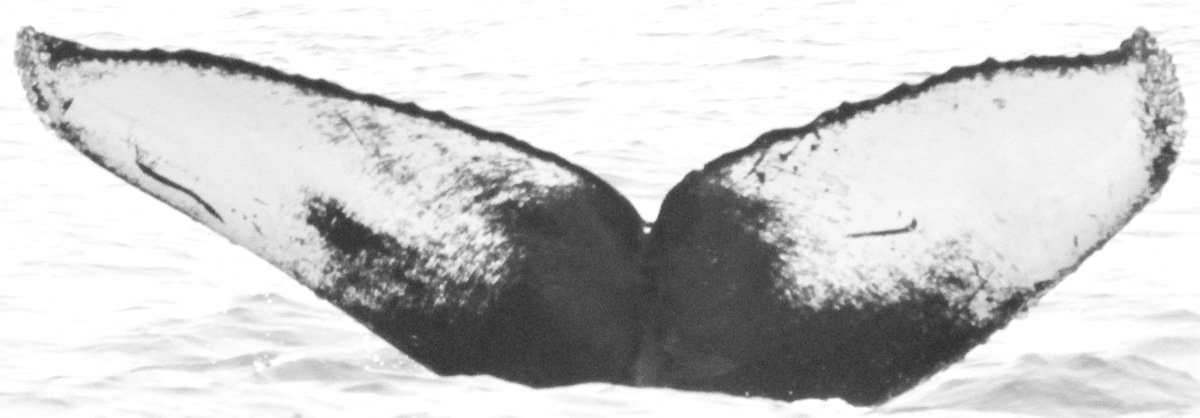 Fluke of CRC-11206